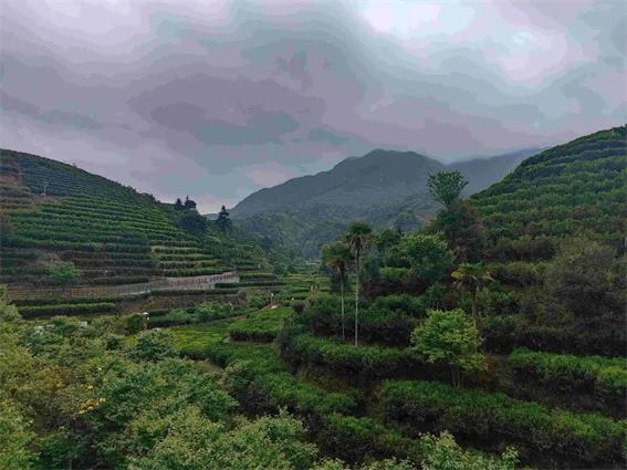 潮州市30個鎮(zhèn)、茶區(qū)納入地理標志產品保護范圍