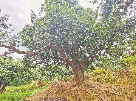 揭陽(yáng)惠來(lái)17萬(wàn)多畝荔枝豐收在望